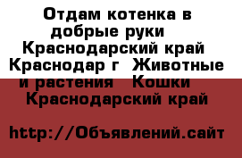 Отдам котенка в добрые руки  - Краснодарский край, Краснодар г. Животные и растения » Кошки   . Краснодарский край